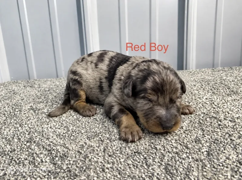 Red Boy (Harlequin) – Beauceron puppy for sale in Boonville, IN