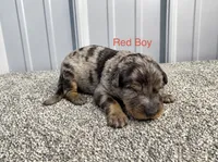 Red Boy (Harlequin), a male Beauceron for sale in Boonville, IN – 1 of 1