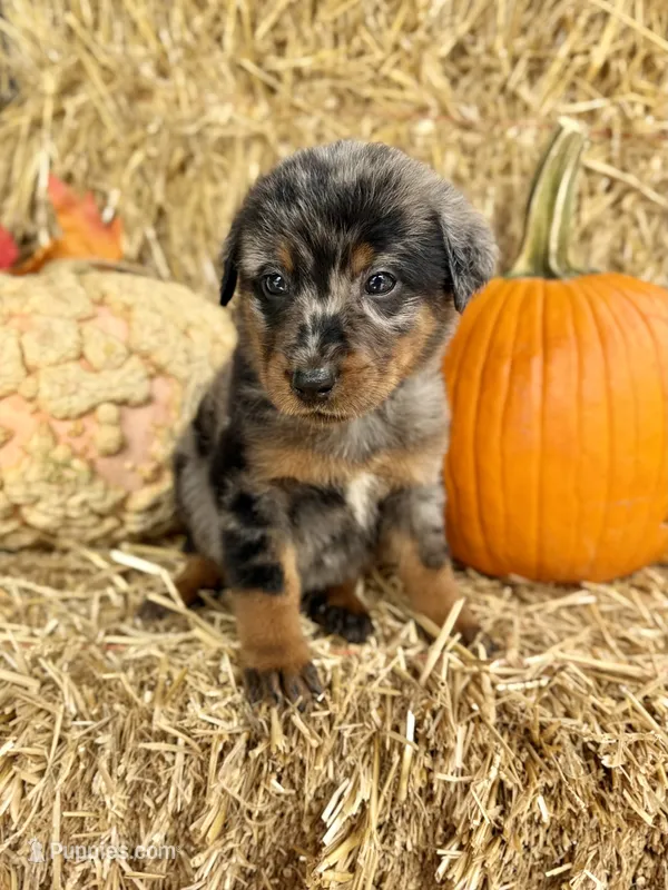 Teal Girl (Harlequin) – Beauceron puppy for sale in Boonville, IN