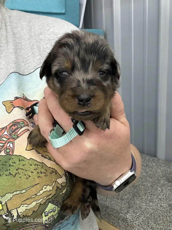 Teal Girl (Harlequin) – Beauceron puppy for sale in Boonville, IN