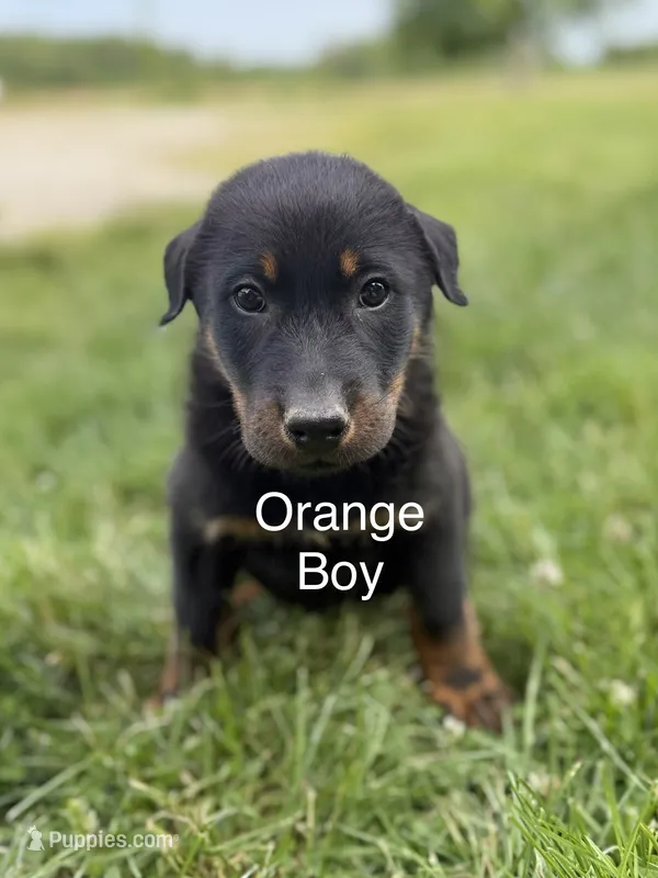 Orange Boy – Beauceron puppy for sale in Boonville, IN