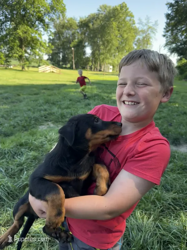 Pink Girl – Beauceron puppy for sale in Boonville, IN