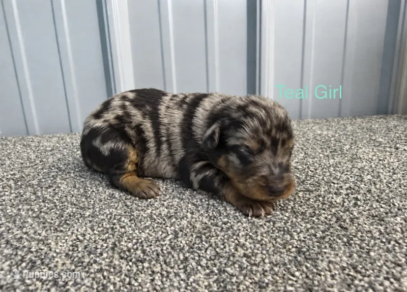 Teal Girl (Harlequin) – Beauceron puppy for sale in Boonville, IN