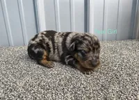 Teal Girl (Harlequin), a female Beauceron for sale in Boonville, IN – 1 of 1