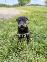 Tan Girl, a female Beauceron for sale in Boonville, IN – 1 of 1