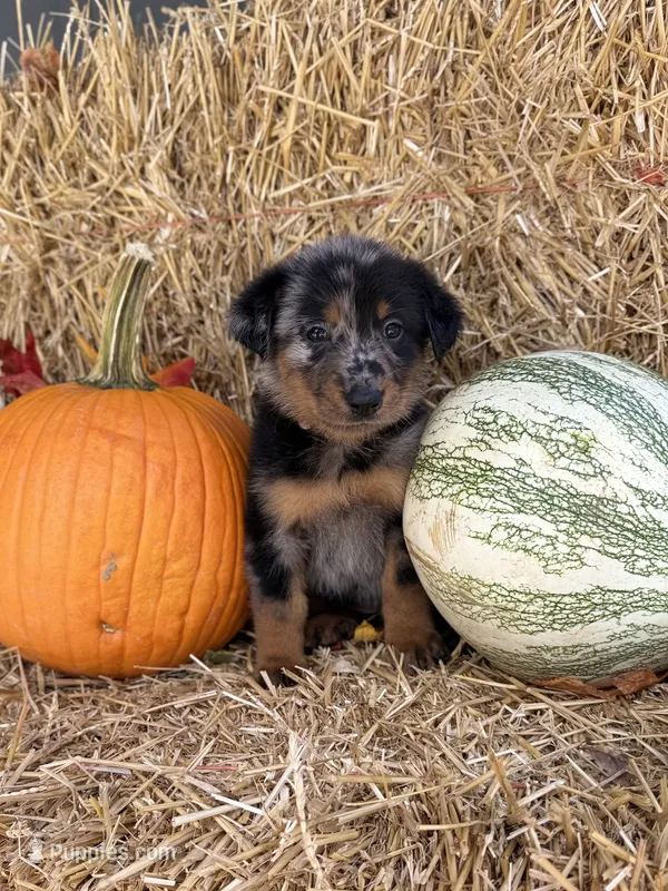 Lavender Girl (Harlequin) – Beauceron puppy for sale in Boonville, IN