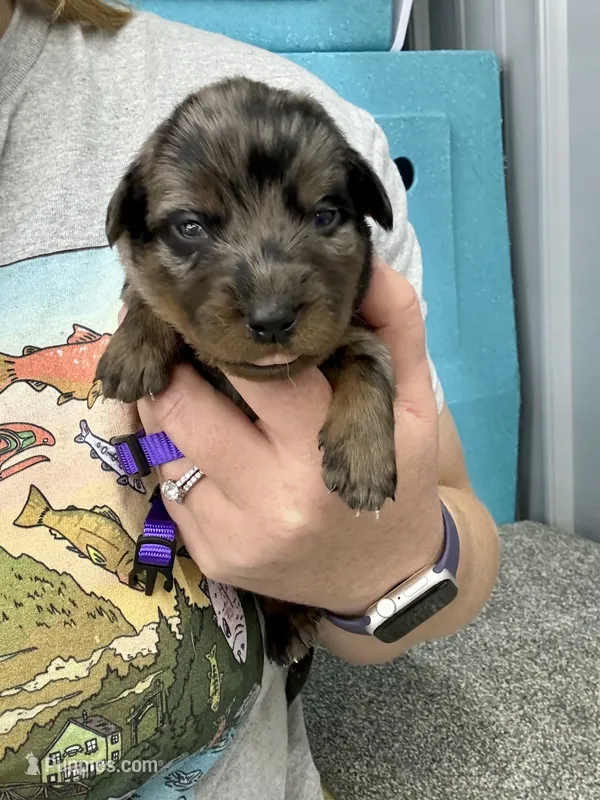 Purple Girl (Harliquin)  – Beauceron puppy for sale in Boonville, IN