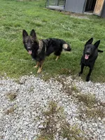 Envy, a female German Shepherd Dog for sale in Boonville, IN – Photo 2 of 2
