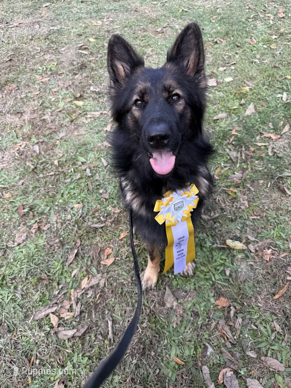 Envy, a female German Shepherd Dog for sale in Boonville, IN – Photo 1 of 2