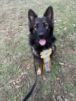 Envy, a female German Shepherd Dog for sale in Boonville, IN – Photo 1 of 2