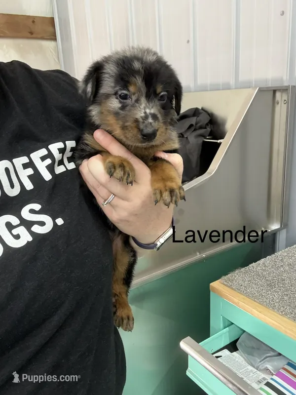 Lavender Girl (Harlequin) – Beauceron puppy for sale in Boonville, IN
