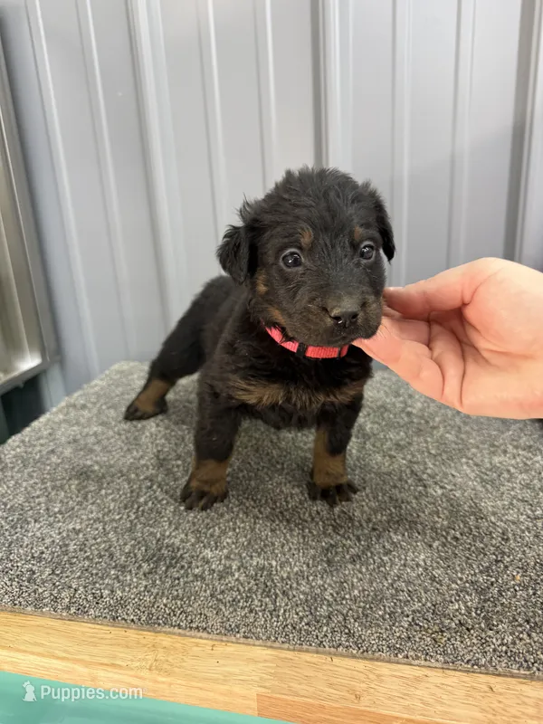 Hot Pink (Female) – Beauceron puppy for sale in Boonville, IN