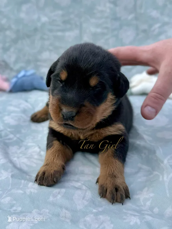 Tan Girl – Beauceron puppy for sale in Boonville, IN