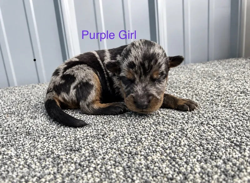 Purple Girl (Harliquin)  – Beauceron puppy for sale in Boonville, IN