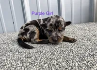 Purple Girl (Harliquin) , a female Beauceron for sale in Boonville, IN – 1 of 1