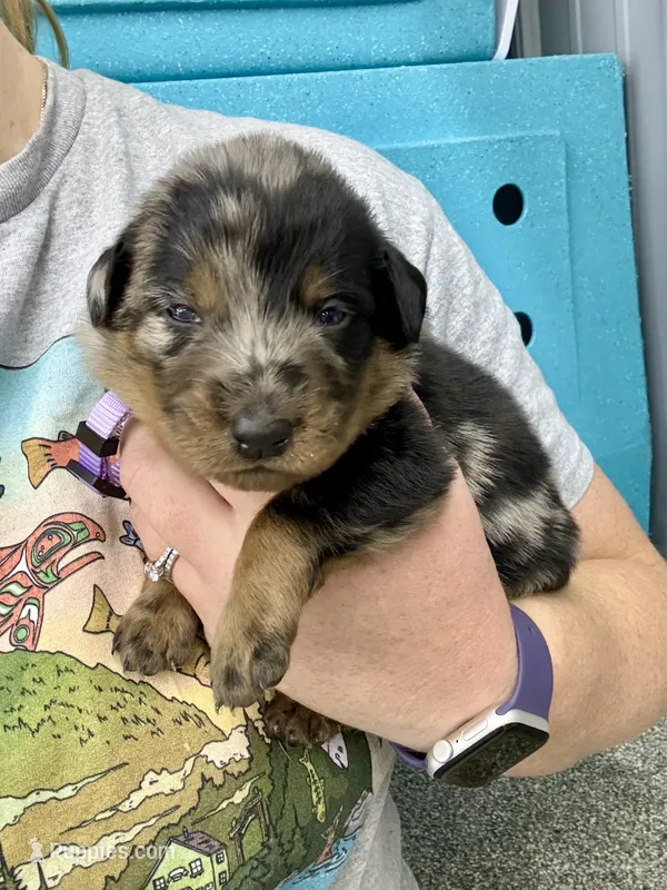 Lavender Girl (Harlequin) – Beauceron puppy for sale in Boonville, IN