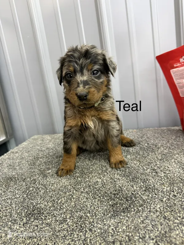 Teal Girl (Harlequin) – Beauceron puppy for sale in Boonville, IN