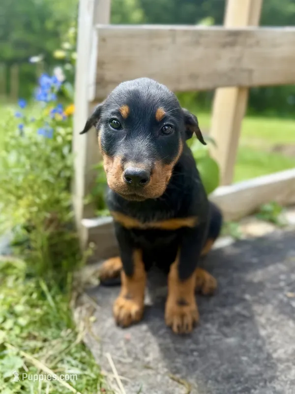Pink Girl – Beauceron puppy for sale in Boonville, IN