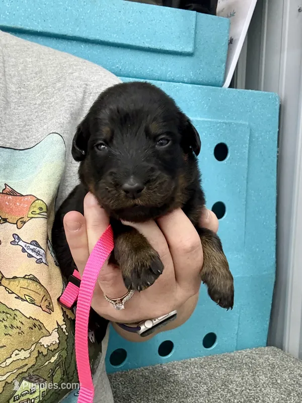 Hot Pink (Female) – Beauceron puppy for sale in Boonville, IN