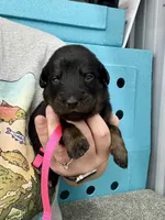Hot Pink (Female), a female Beauceron for sale in Boonville, IN – 1 of 1