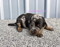 Lavender Girl (Harlequin), a female Beauceron for sale in Boonville, IN – 1 of 1