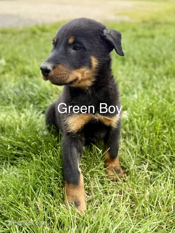 Green Boy – Beauceron puppy for sale in Boonville, IN