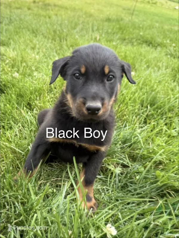 Black Boy – Beauceron puppy for sale in Boonville, IN