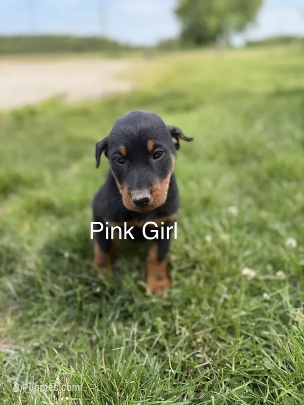 Pink Girl – Beauceron puppy for sale in Boonville, IN