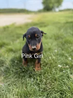 Pink Girl, a female Beauceron for sale in Boonville, IN – 1 of 6