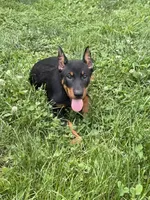 Pink Girl, a female Beauceron for sale in Boonville, IN – 10 of 10