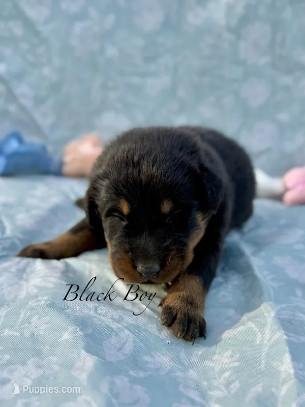 Black Boy, a male Beauceron for sale in Boonville, IN – Photo 1 of 1