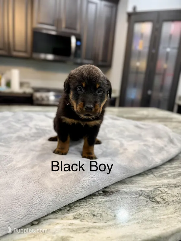 Black Boy – Beauceron puppy for sale in Boonville, IN