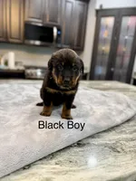 Black Boy, a male Beauceron for sale in Boonville, IN – 3 of 5