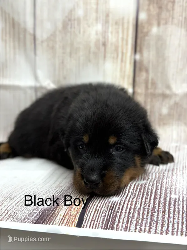 Black Boy – Beauceron puppy for sale in Boonville, IN
