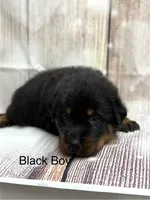 Black Boy, a male Beauceron for sale in Boonville, IN – 4 of 5