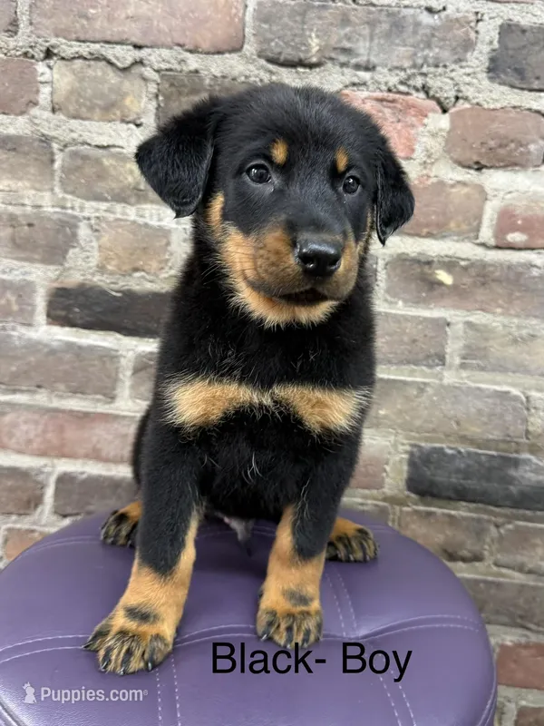 Black Boy – Beauceron puppy for sale in Boonville, IN