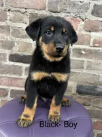 Black Boy, a male Beauceron for sale in Boonville, IN – 2 of 5