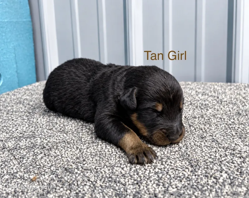 Tan Girl (Black/Tan) – Beauceron puppy for sale in Boonville, IN