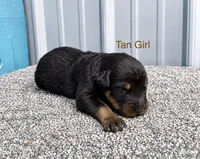 Tan Girl (Black/Tan), a female Beauceron for sale in Boonville, IN – 1 of 1