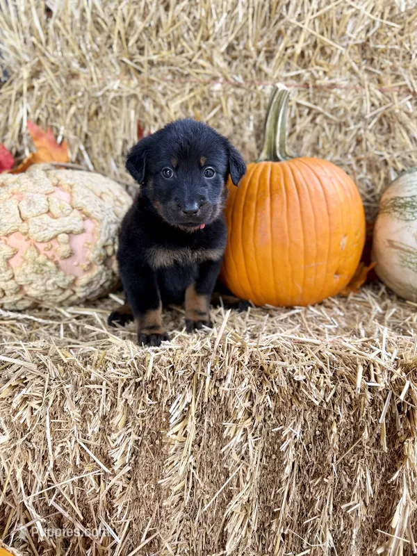 Hot Pink (Female) – Beauceron puppy for sale in Boonville, IN