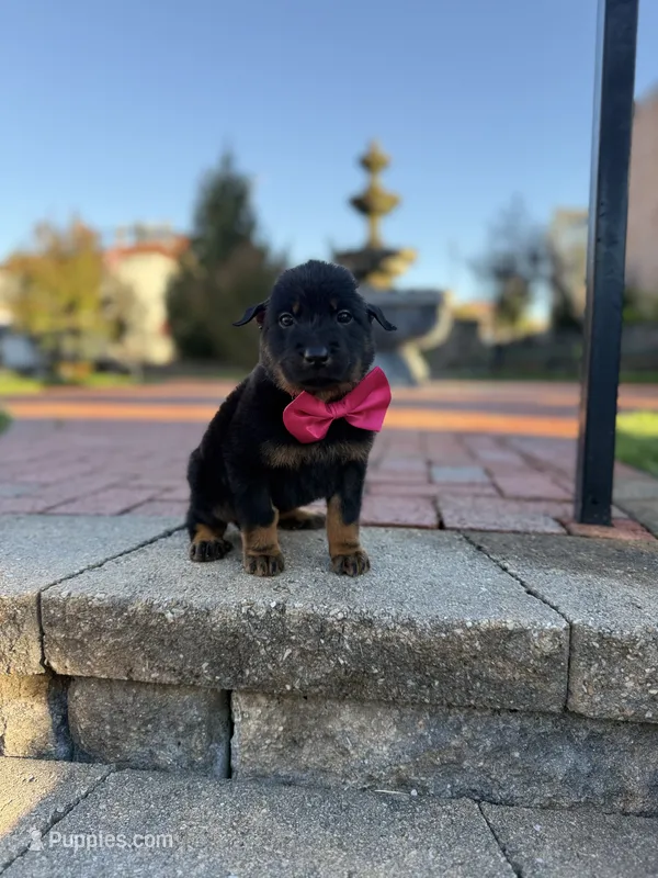 Hot Pink (Female) – Beauceron puppy for sale in Boonville, IN