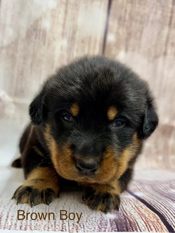 Brown Boy – Beauceron puppy for sale in Boonville, IN