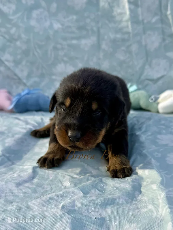 Brown Boy – Beauceron puppy for sale in Boonville, IN