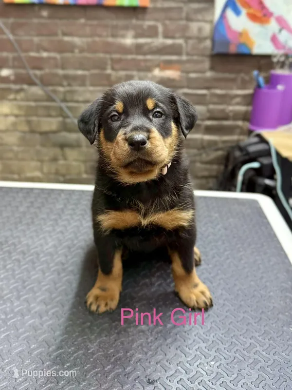 Pink Girl – Beauceron puppy for sale in Boonville, IN