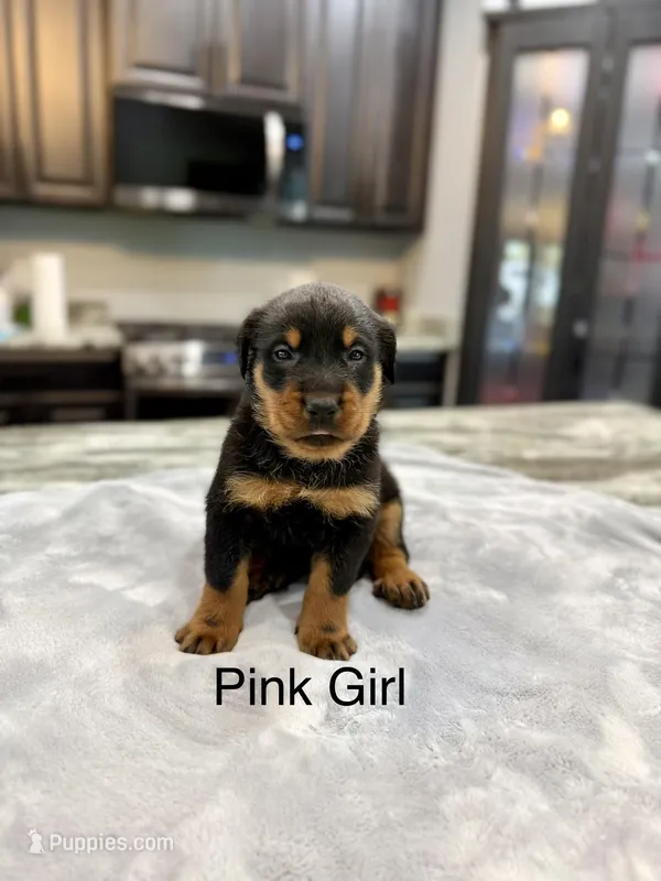 Pink Girl – Beauceron puppy for sale in Boonville, IN