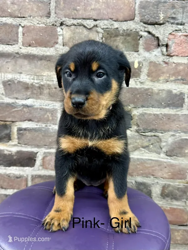 Pink Girl – Beauceron puppy for sale in Boonville, IN
