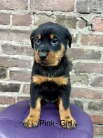 Pink Girl, a female Beauceron for sale in Boonville, IN – 2 of 6