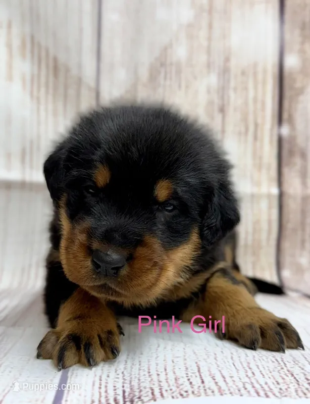Pink Girl – Beauceron puppy for sale in Boonville, IN