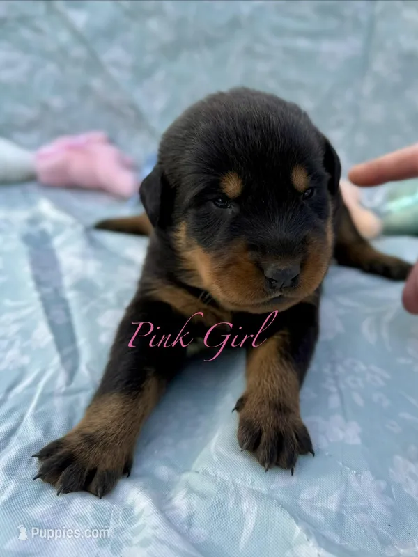 Pink Girl – Beauceron puppy for sale in Boonville, IN