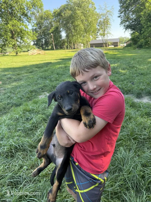 Red Collar Boy – Beauceron puppy for sale in Boonville, IN
